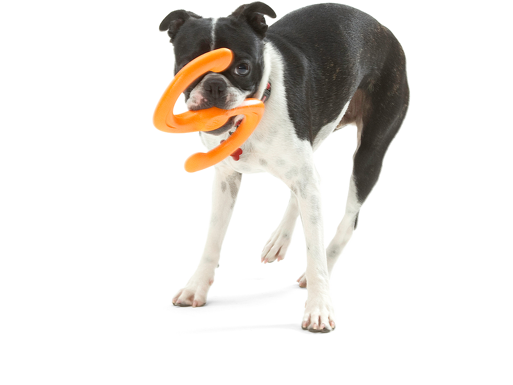 Bumi® Dog Toy for Chew, Tug, and Fetch: Small