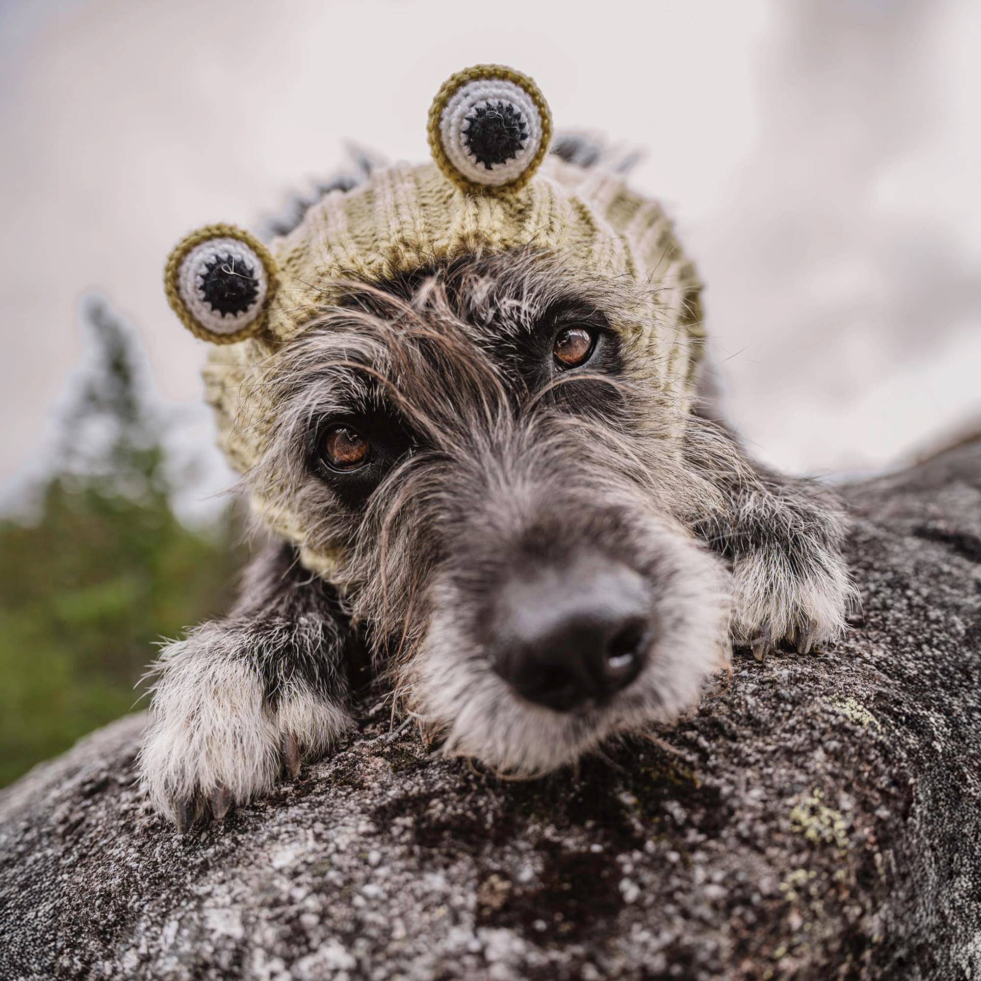 Frog Dog Snood