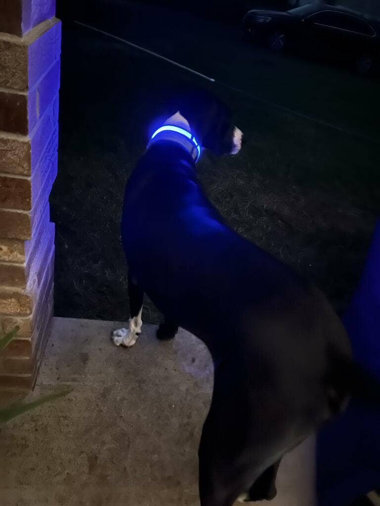 LED Dog Collar: Blue