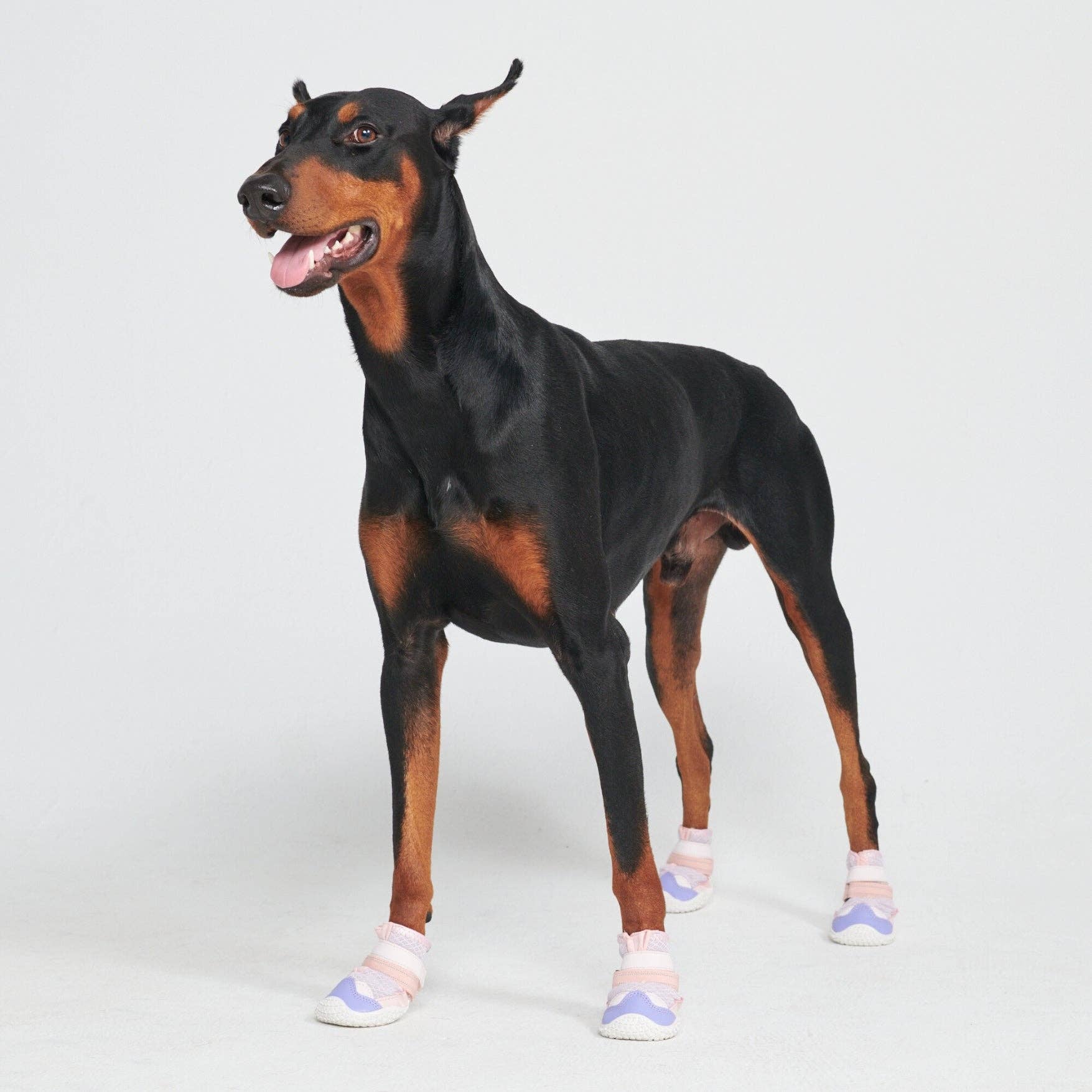 Hot Pavement Pawtector Dog Shoes - Pink Purple: E) Width: 3.0"/7.5cm for 75-95lbs/34-43kg