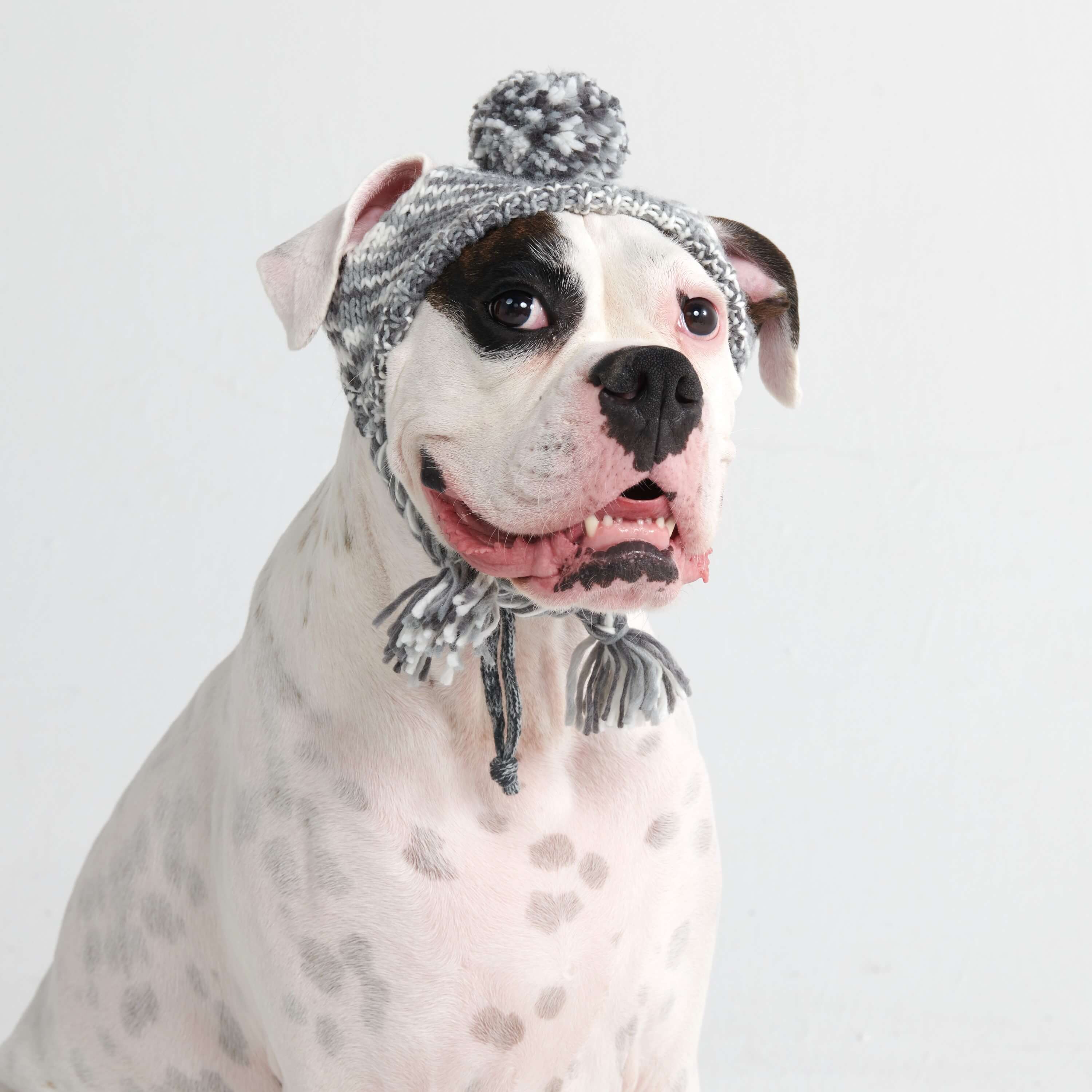 Knit Pom Pom Dog Beanie Hat - Salt and Pepper: S (10-15lbs/4.5-7kg)