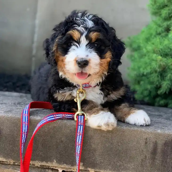 Anchors Aweigh Dog Collar