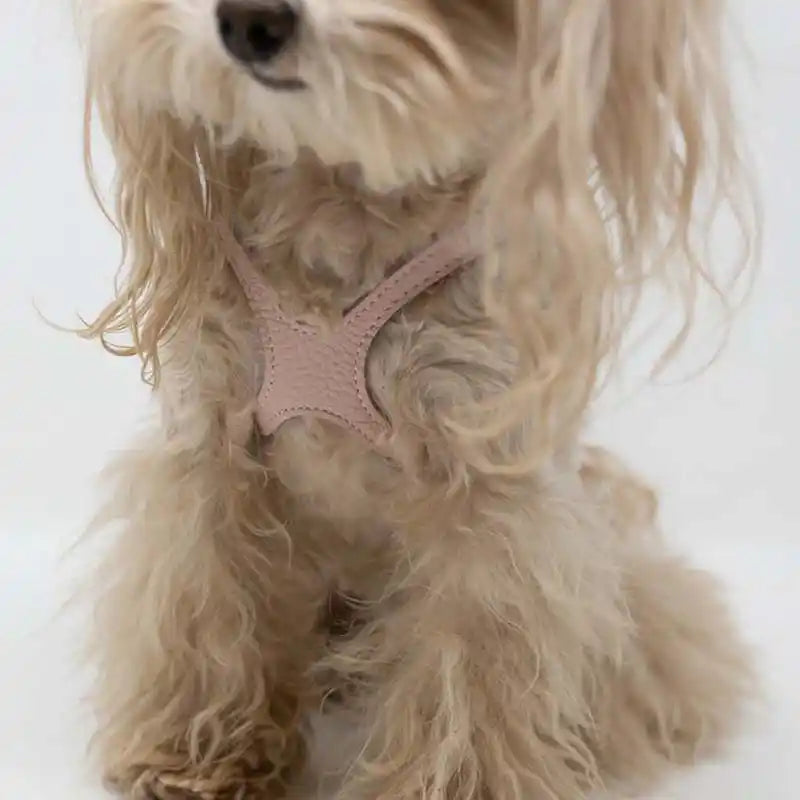 BB Premium Leather Dog Harness