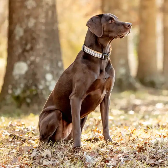 Gray Buffalo Check Dog Collar