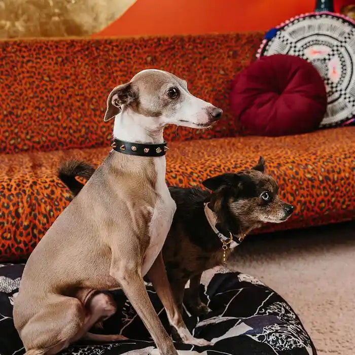 Smooth Spike Leather Dog Collar - Gold Noir