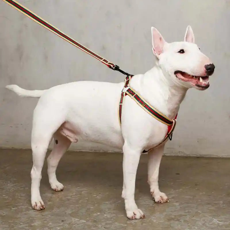 Le Classic Leash - St. Jacques