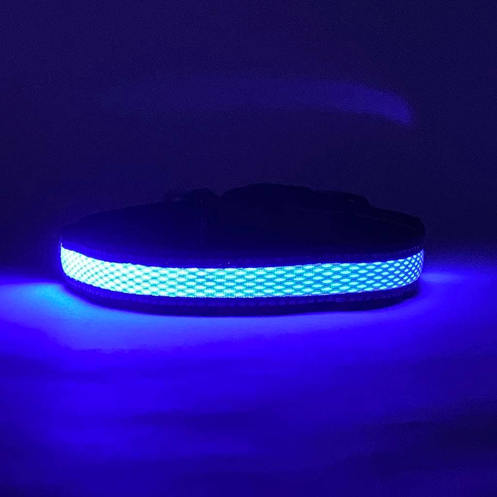 LED Dog Collar: Blue