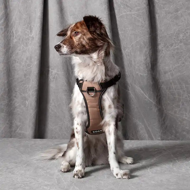 BOSS Dog Essentials Harness