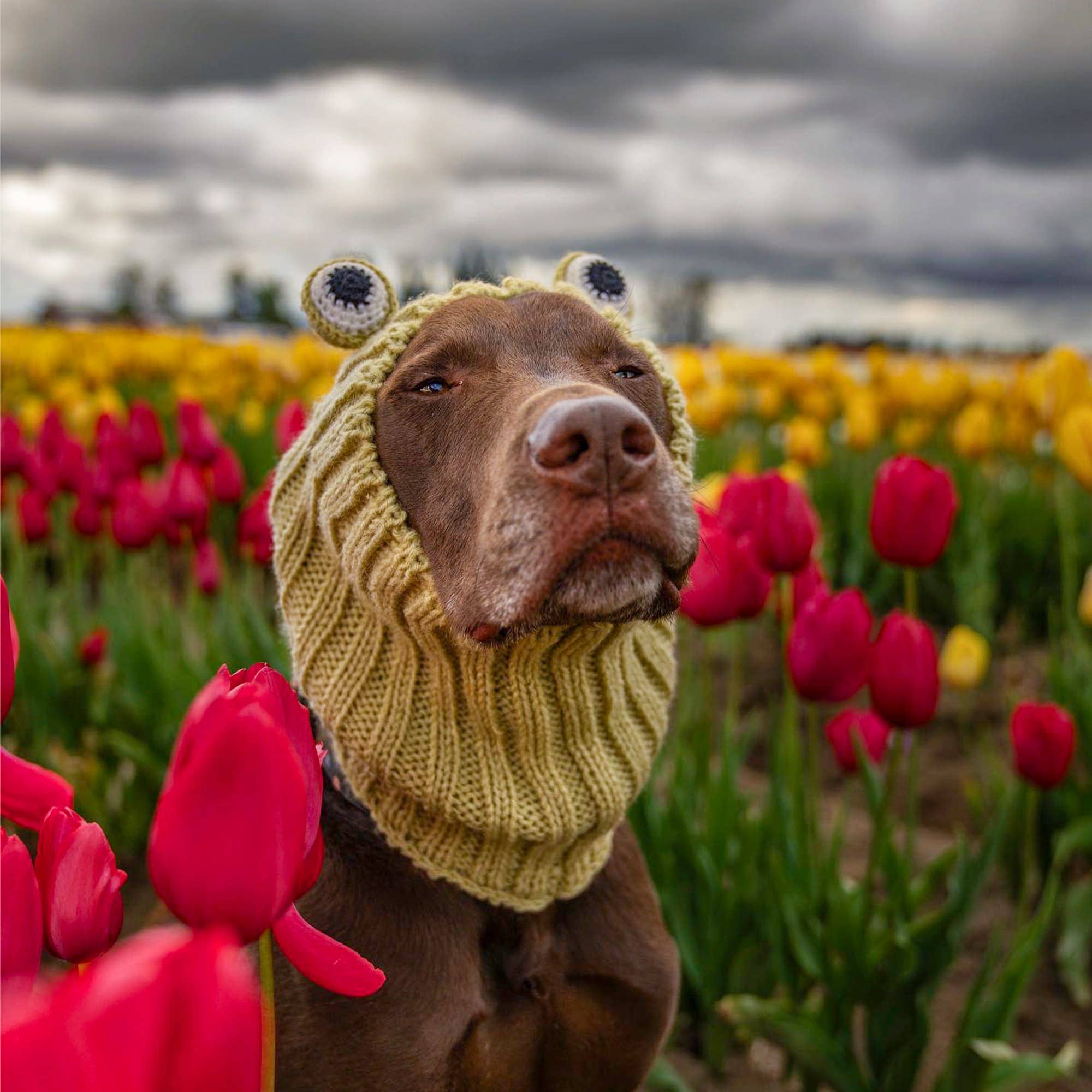 Frog Dog Snood