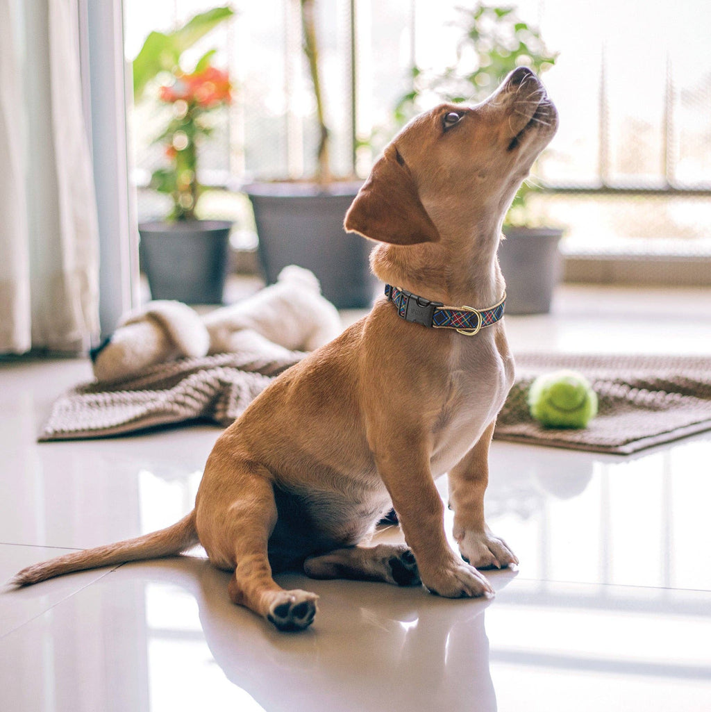 Black Tartan Dog Collar: Narrow