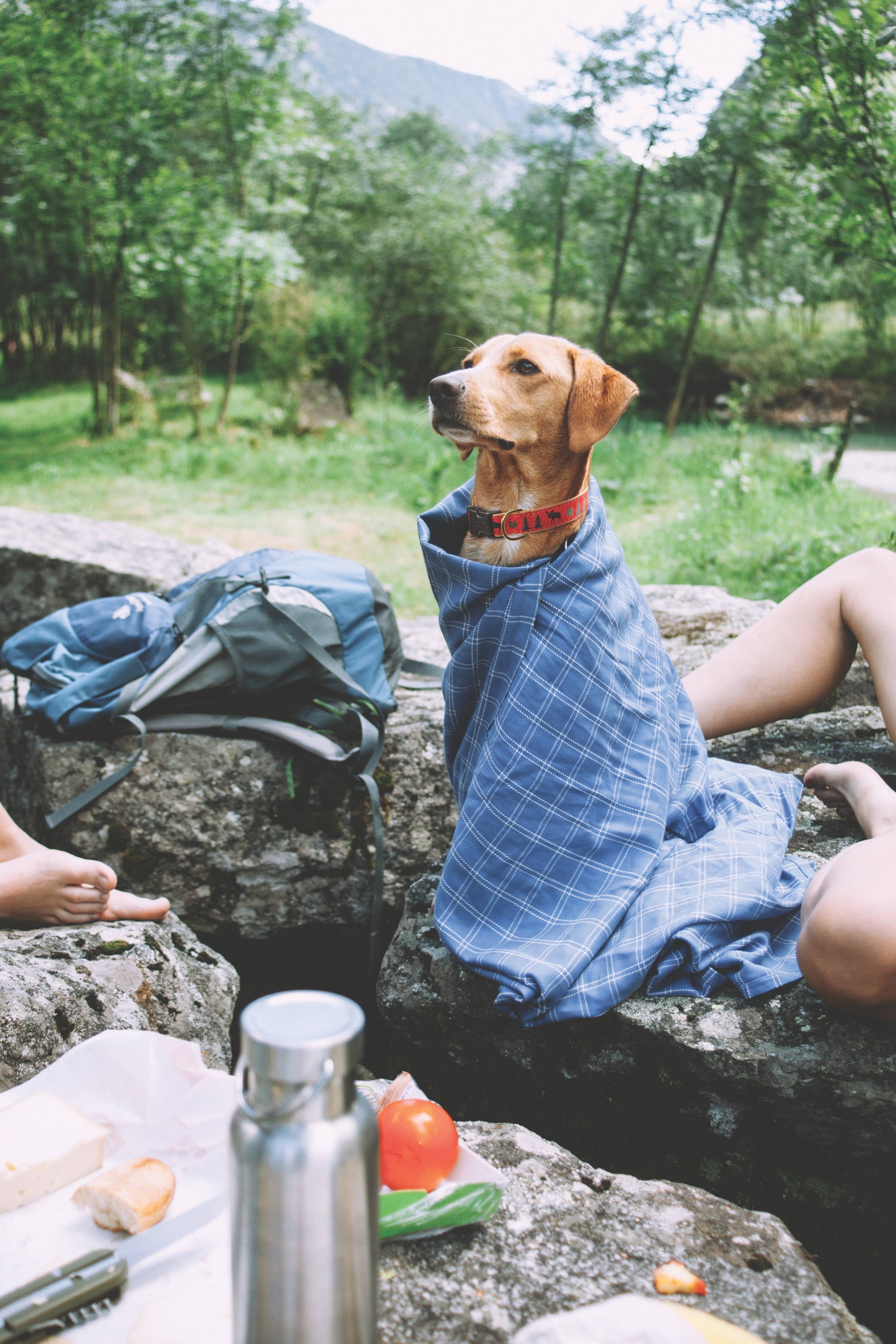 Moose Dog Collar: Small / Narrow