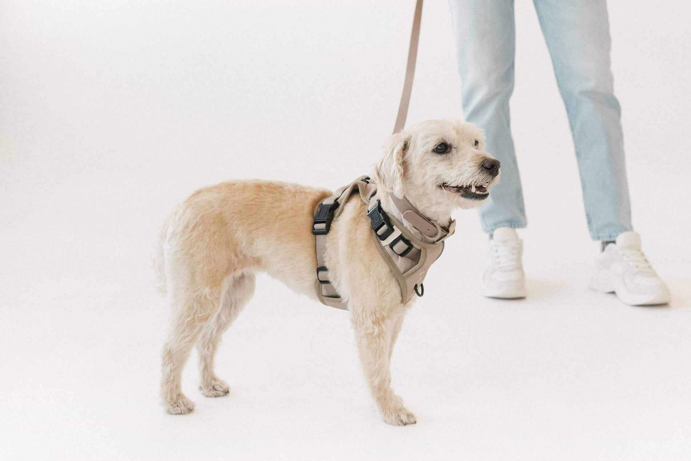 Affogato Classic 2.0 Harness