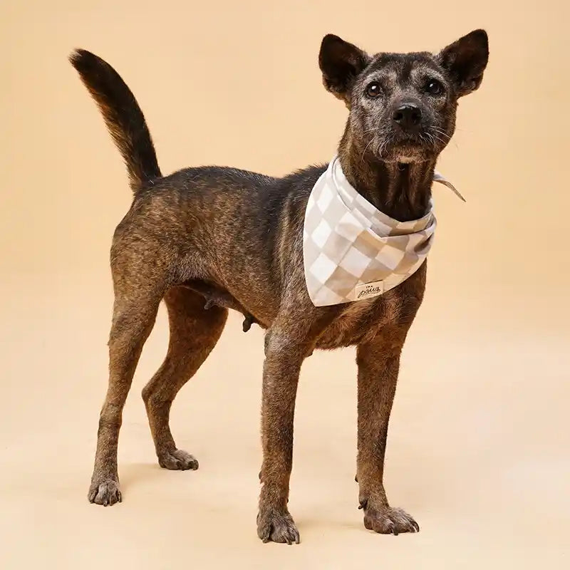 Checkers Pet Bandana