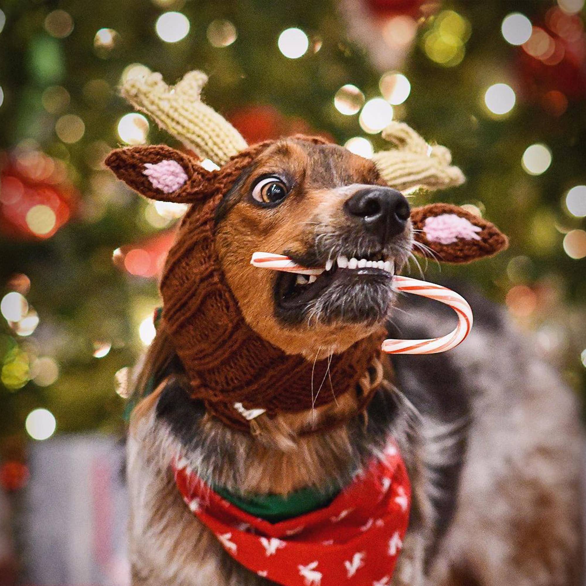 Reindeer Dog Snood