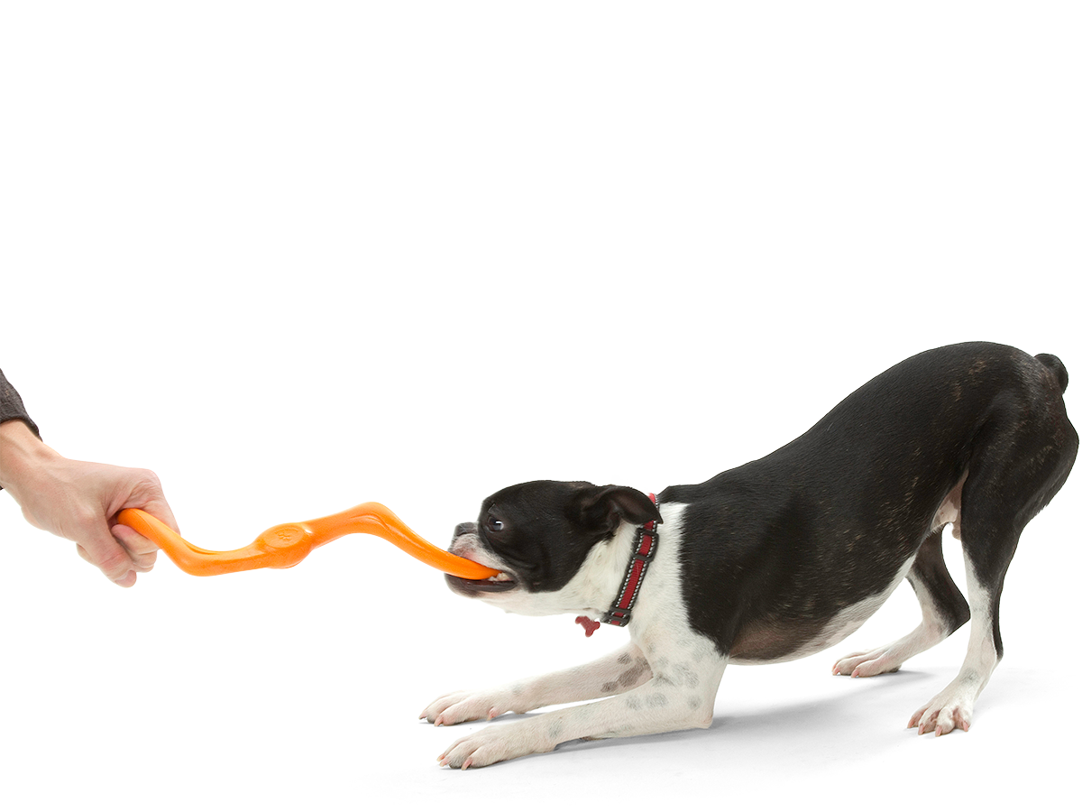 Bumi® Dog Toy for Chew, Tug, and Fetch: Small