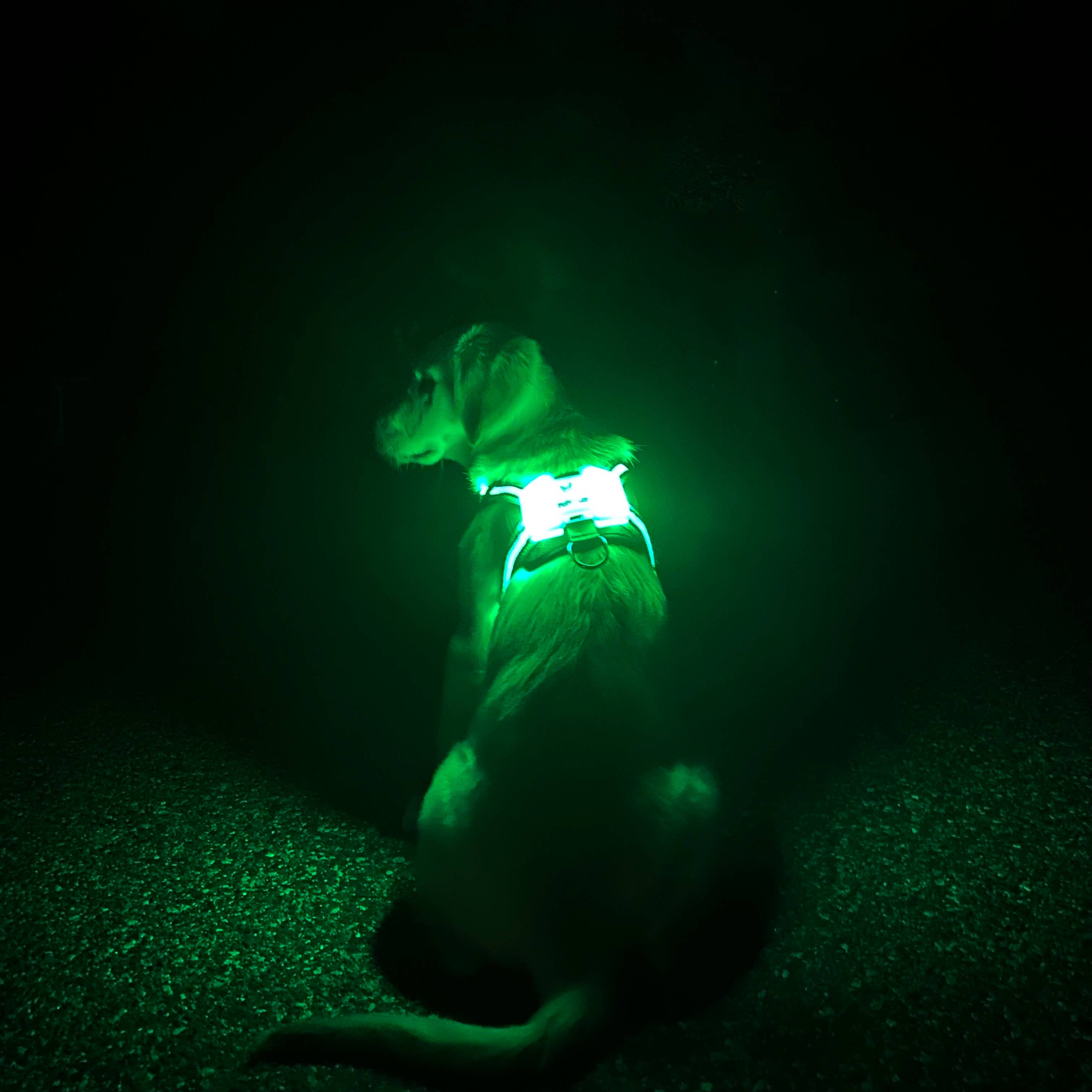 LED Dog Harness