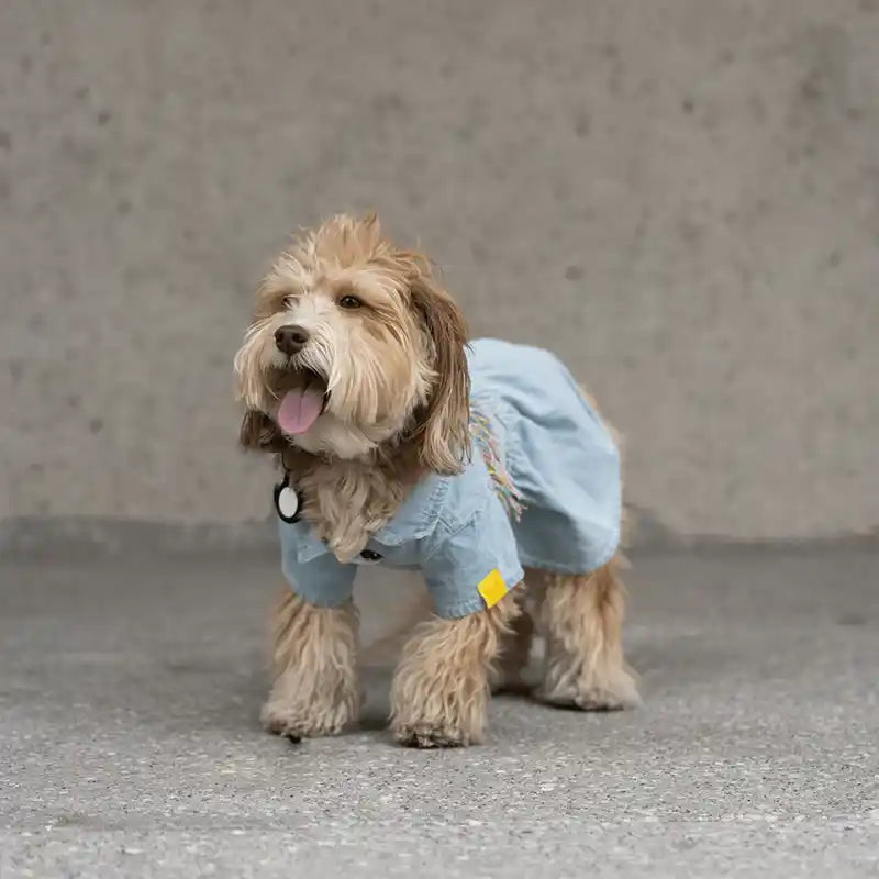 Fringe Denim Dog Dress
