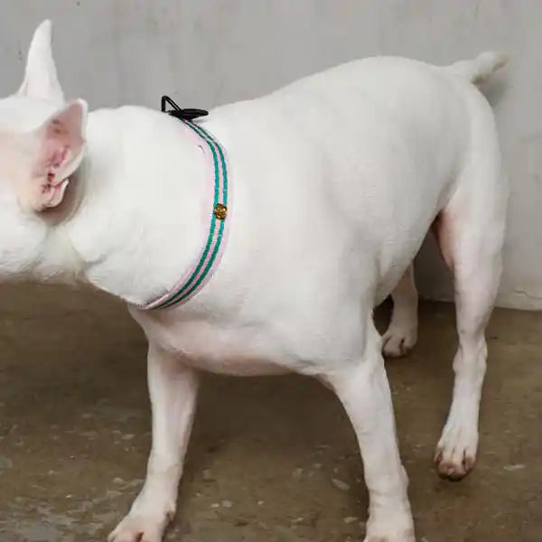 Le Classic Collar