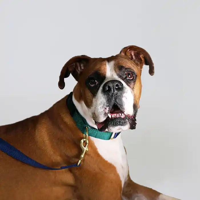 Navy with Evergreen Martingale Dog Collar