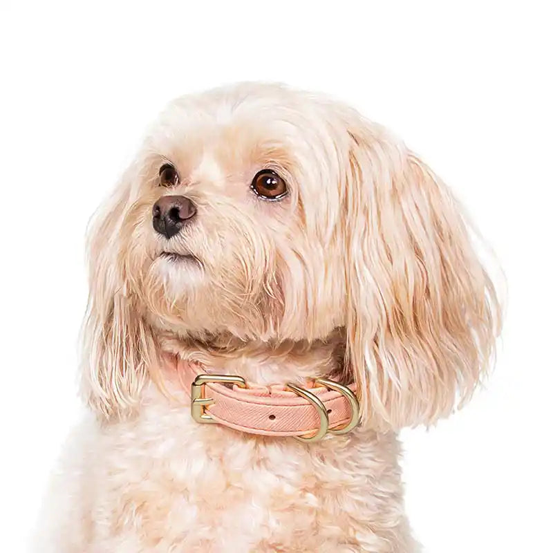 Mia Dog Collar