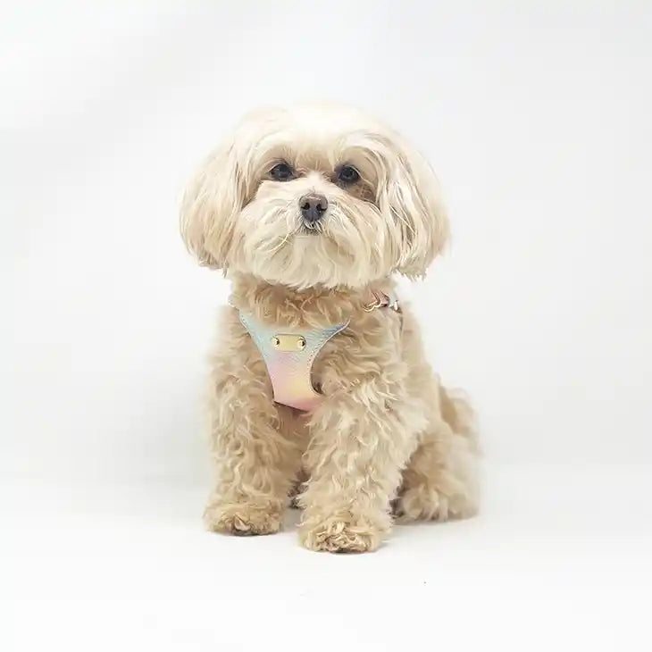 Ombre Vegan Leather Harness & Leash Set