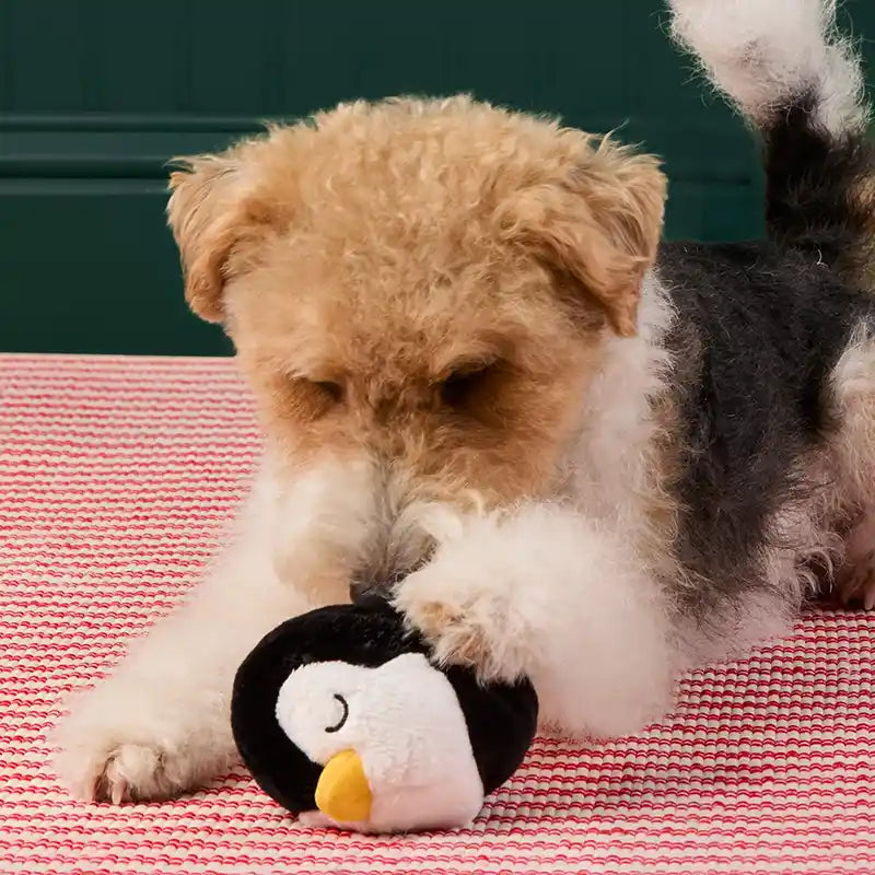 Penguin 2-in-1 Bounce Dog Toy
