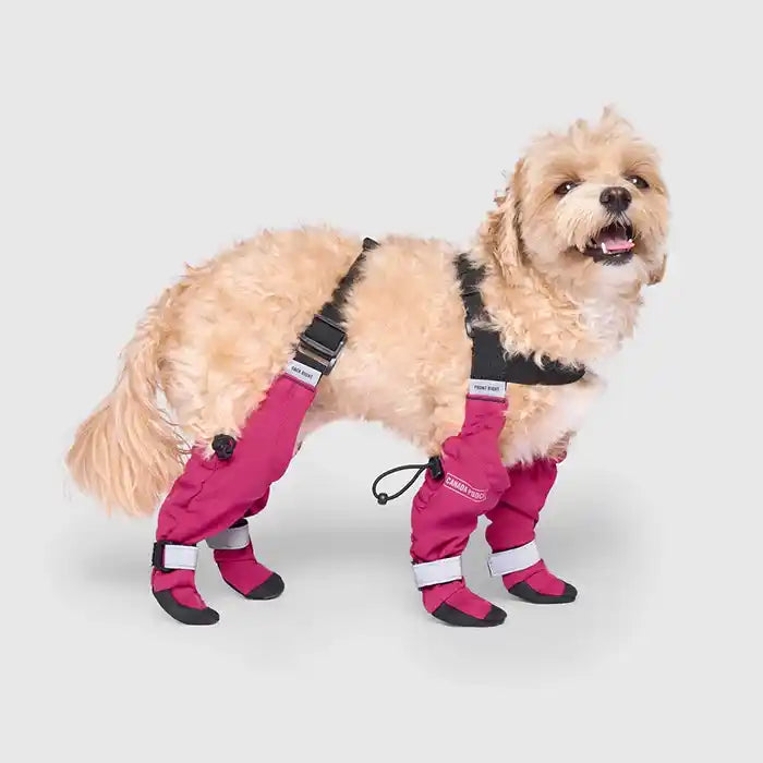 Suspender Dog Boots