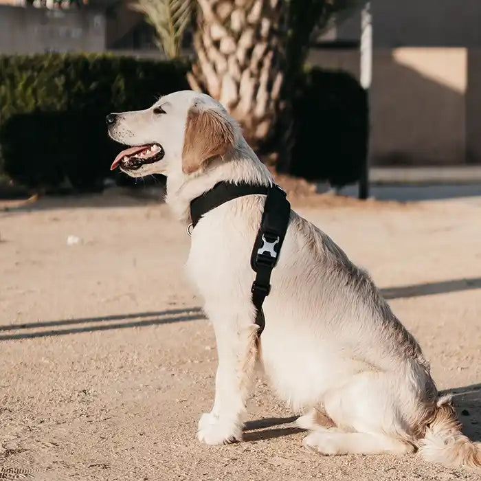 Roam Luxe Dog Harness