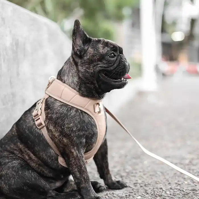 Roam Luxe Dog Harness