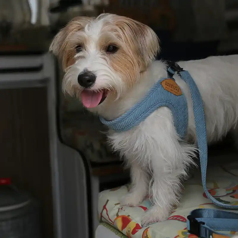 Roy Buckle-up Easy Dog Harness (Not Adjustable)