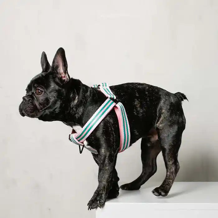 Le Classic Dog Harness