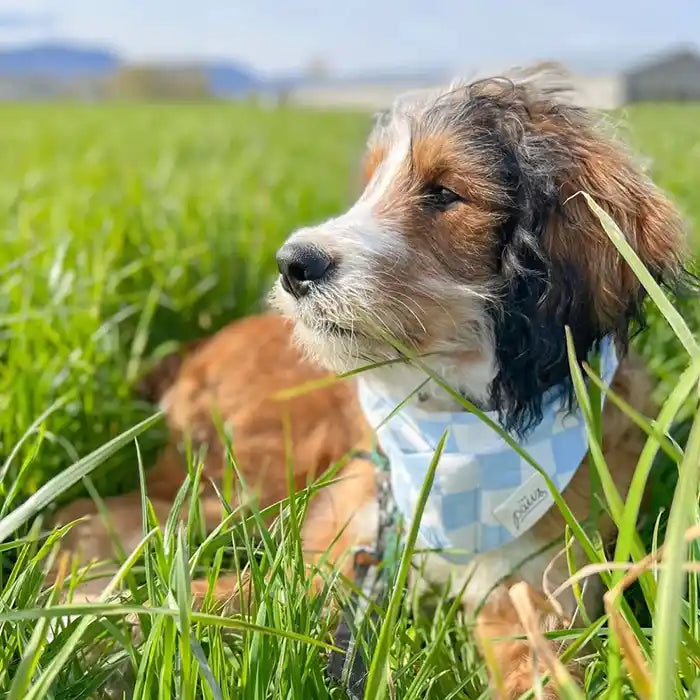 Checkers Pet Bandana