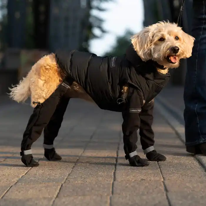 Suspender Dog Boots